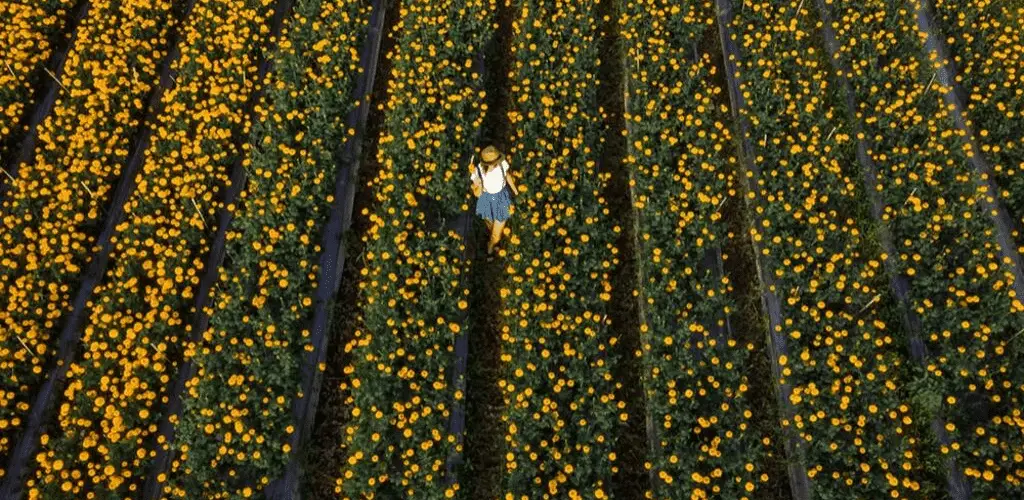 Marigold Field Bali