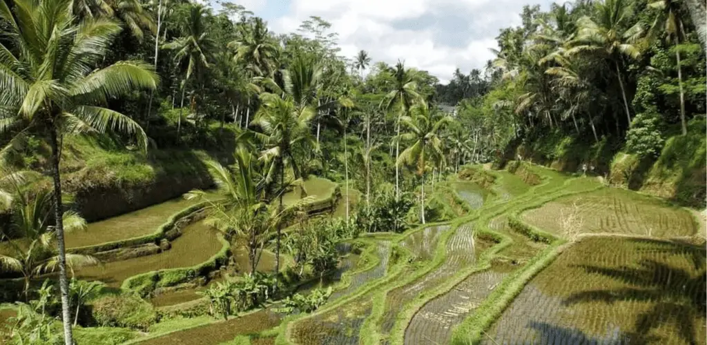 Tegallalang Rice Terrace