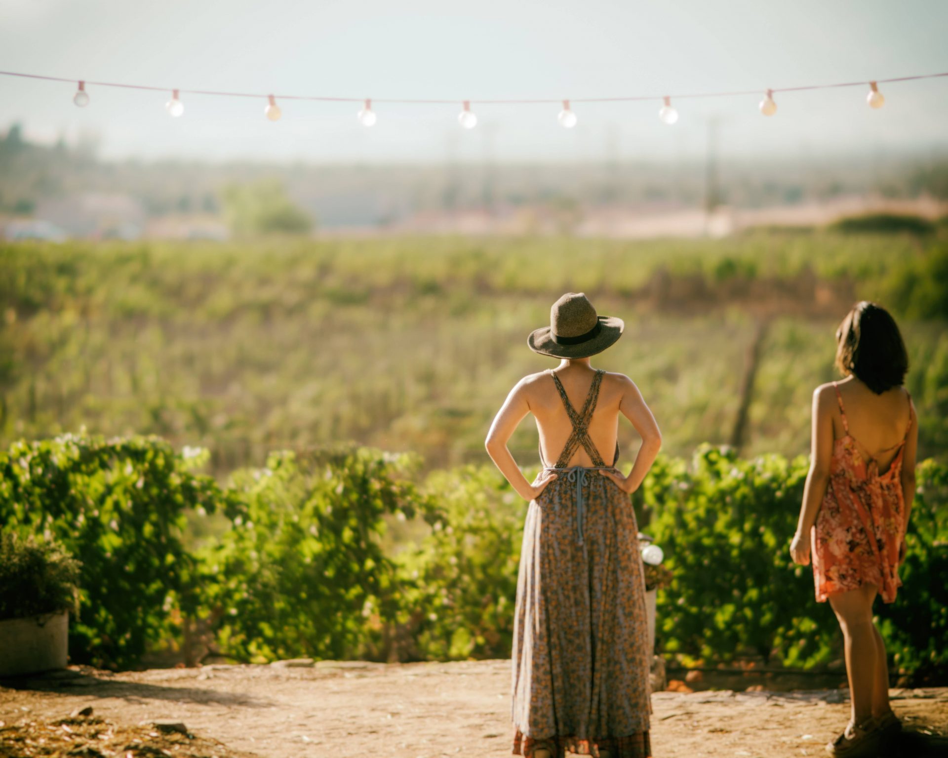 English Vineyard