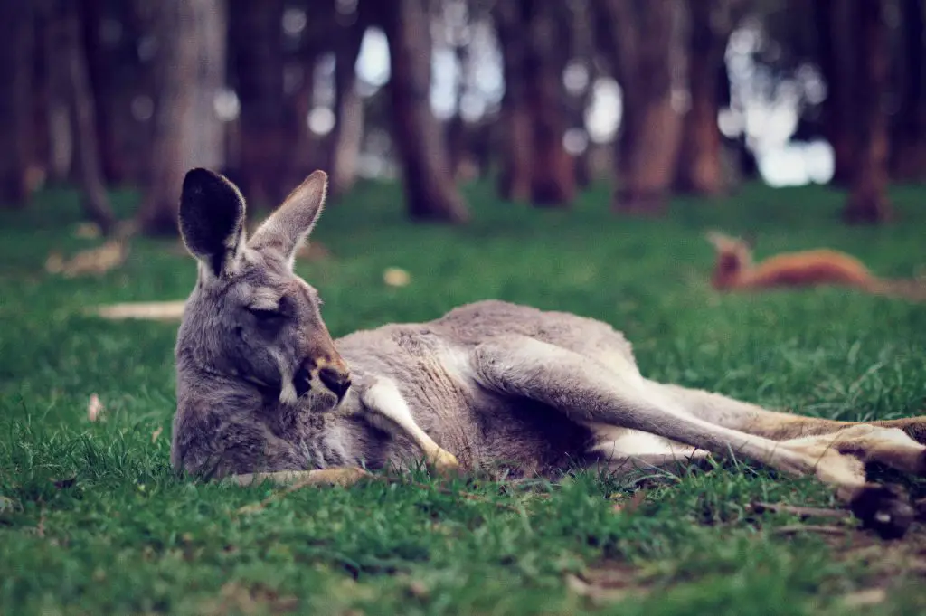 Kangaroo in Cleland Wildlife Park