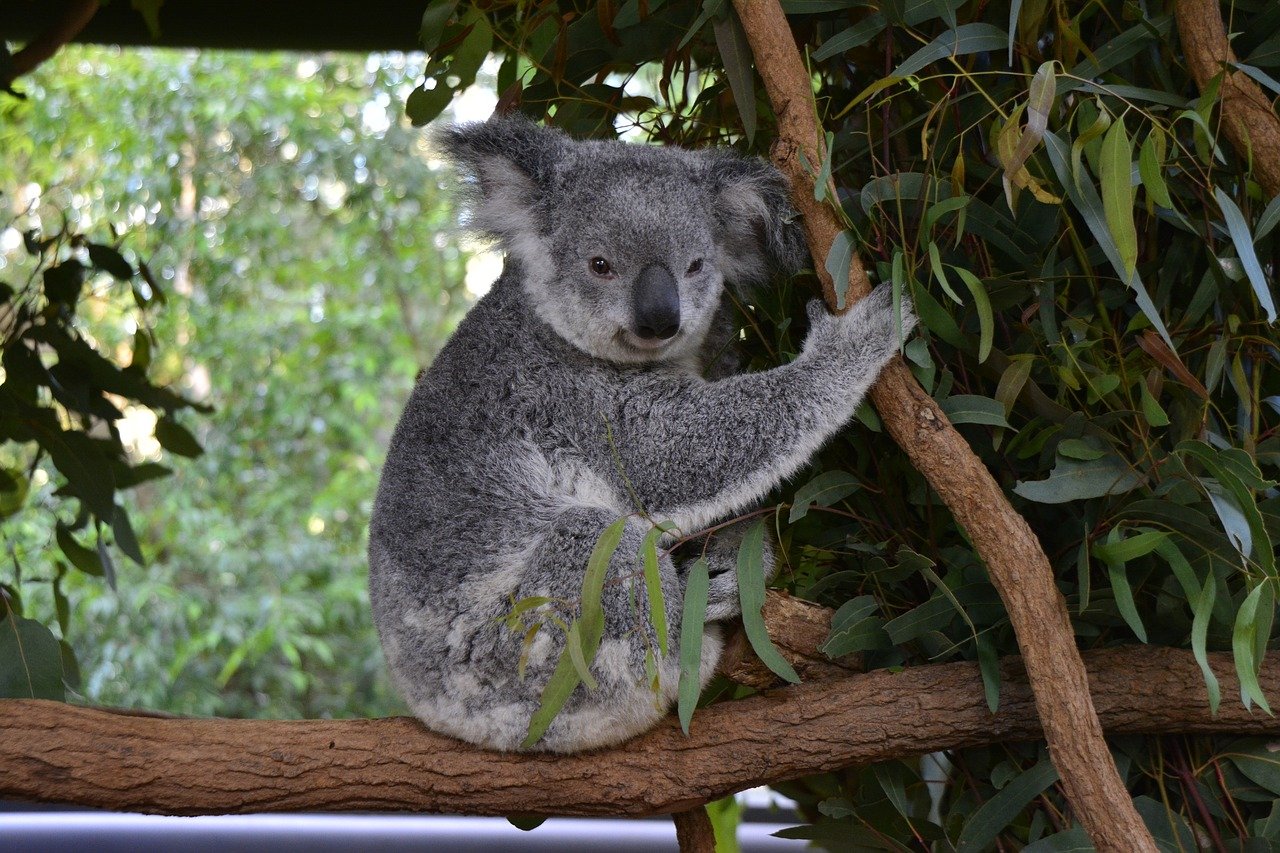 Koala Centre