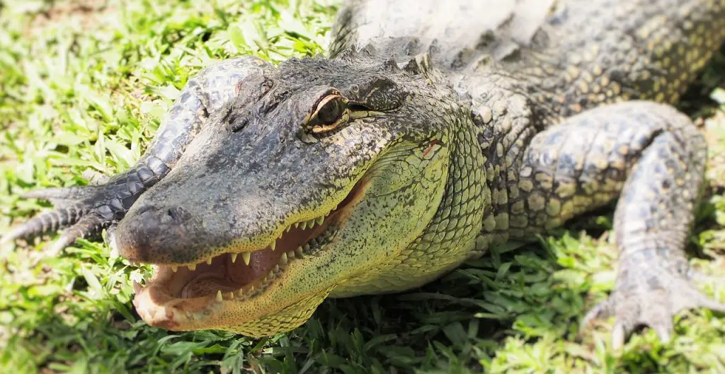 Australia Zoo Crocodile