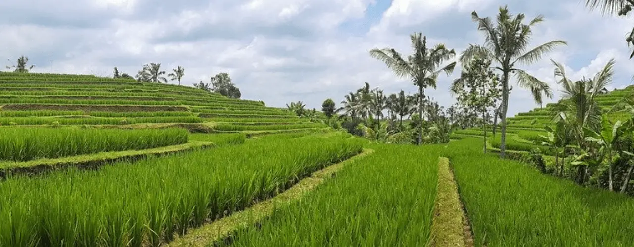 Bali rice terrace