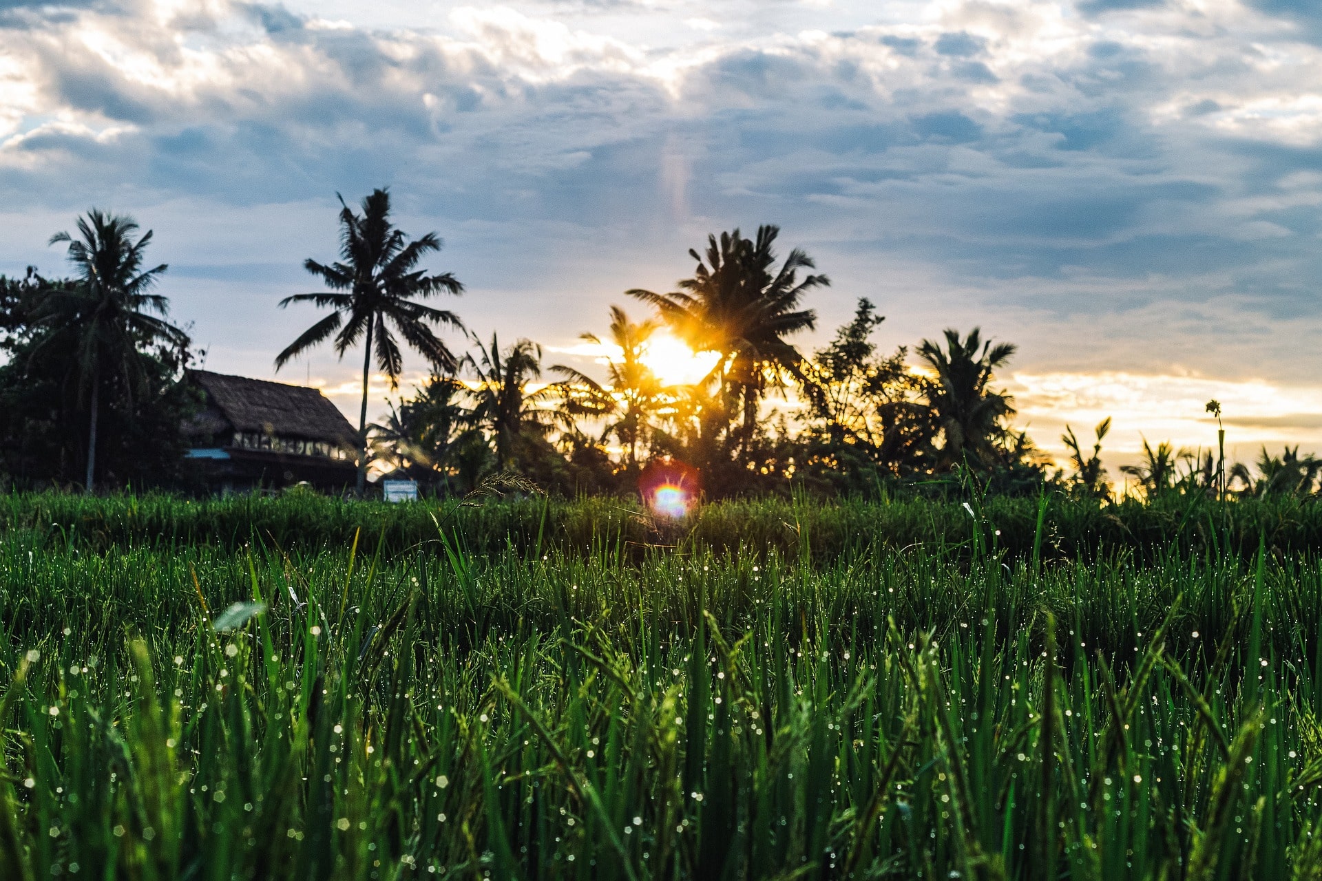 Ubud rice fields